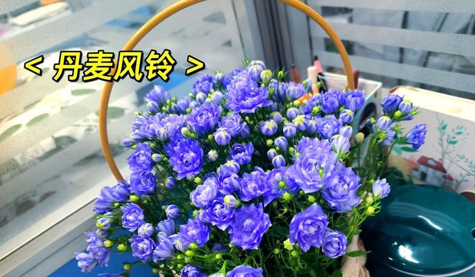 哪些花寓意美好爱情？美好爱情的花有哪些？