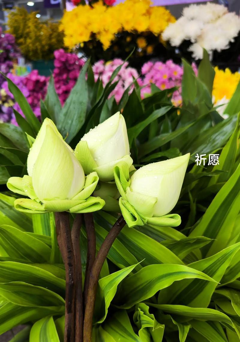 送同学什么花象征幸福平安？寓意好的选择有哪些？