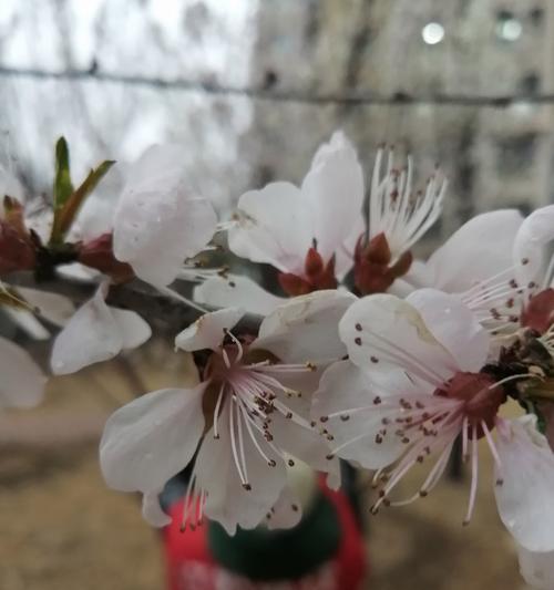 白色花朵有哪些特别的含义？
