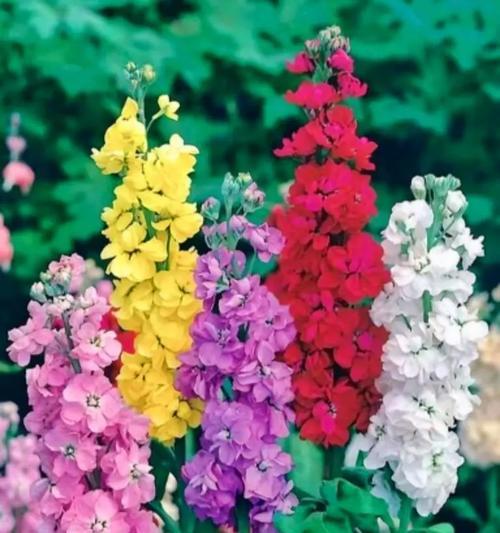 粉棕色玫瑰花蛋糕代表什么？