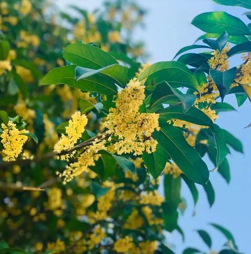 黄色花朵象征什么？黄色花的寓意是什么？