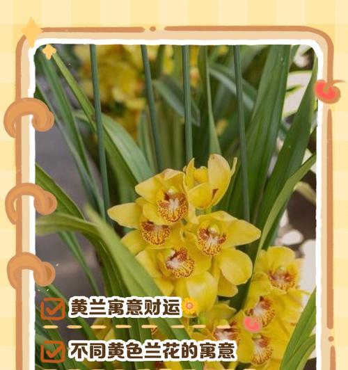 黄色芭比花代表了什么？它的寓意和象征是什么？