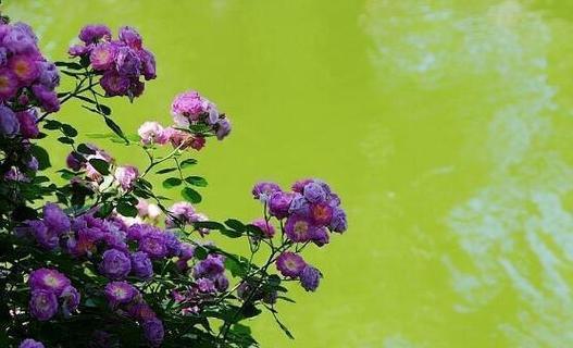 墨色蔷薇花的含义是什么？墨色蔷薇花代表什么？