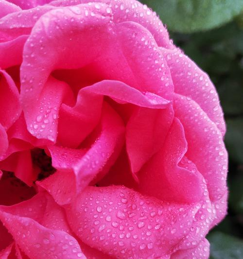 墨色蔷薇花的含义是什么？墨色蔷薇花代表什么？