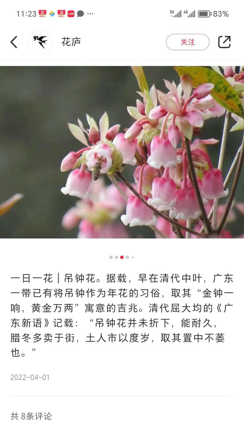 黄色花的含义是什么？如何选择吉祥花卉？
