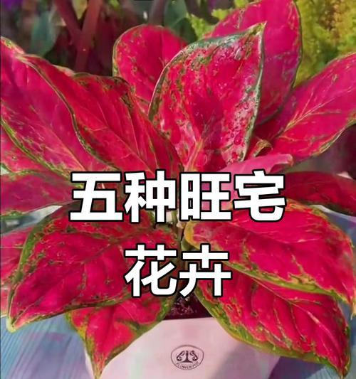 黄色花的含义是什么？如何选择吉祥花卉？