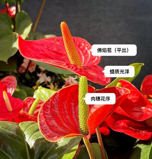 黄色与红色花朵各自象征着什么？