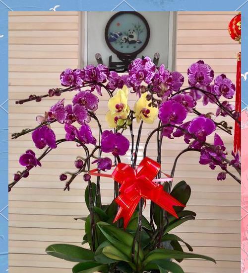 各种花在节日中的寓意是什么？