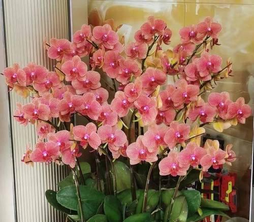 哪种花象征幸福美满？