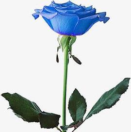 8朵蓝色妖姬花代表了什么？