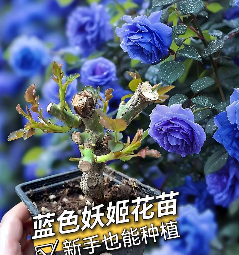 8朵蓝色妖姬花代表了什么？