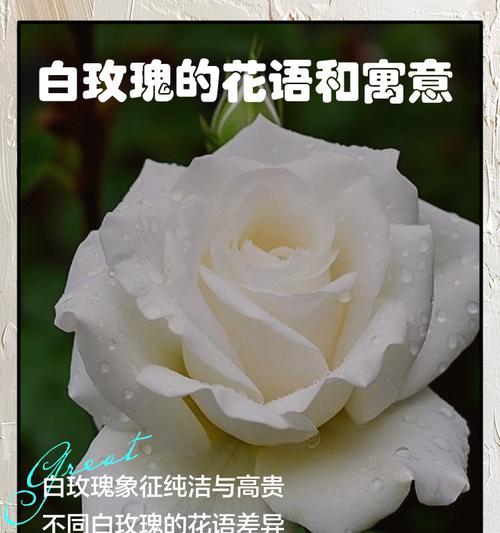 33朵白玫瑰代表了什么？