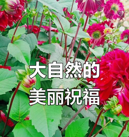 哪种花寓意一生平安幸福？一生平安幸福的花有哪些？