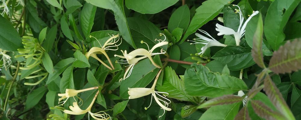 母亲节送荆棘花有何寓意？荆棘花象征着什么？