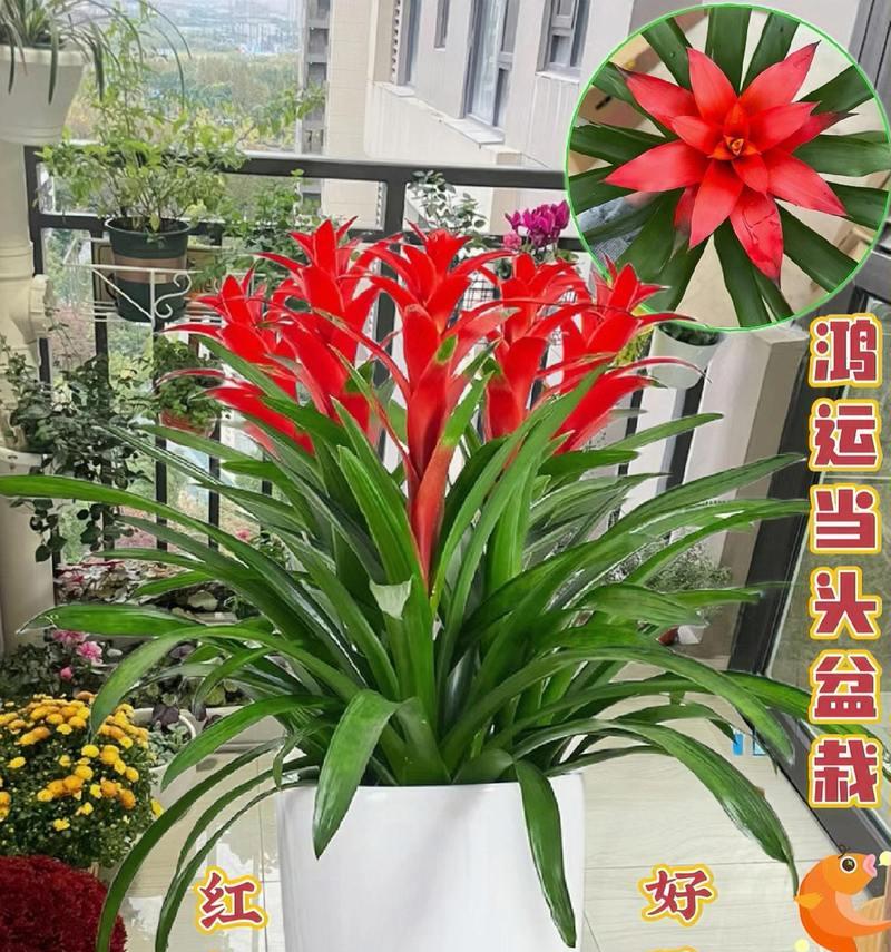 哪种花象征着好运连连？它的寓意是什么？