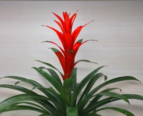 哪种花象征着好运连连？它的寓意是什么？