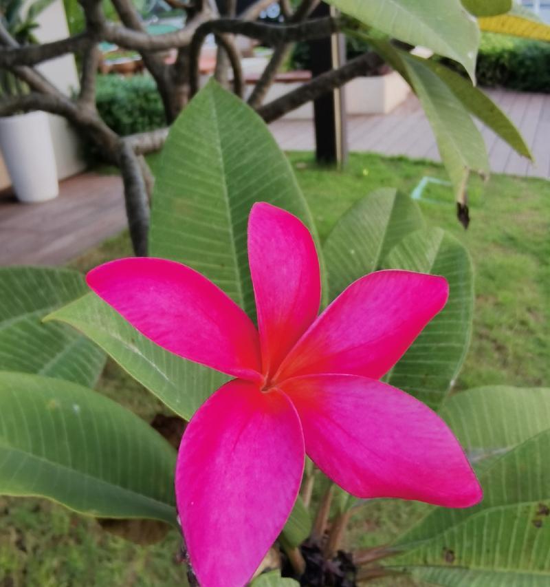粉色花的支数代表什么？粉色花的寓意是什么？