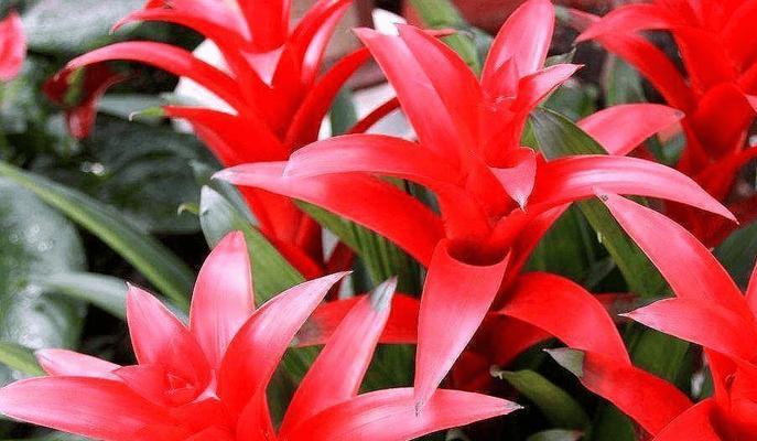 十大吉祥花有哪些？它们各自代表的寓意是什么？