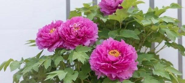 十大吉祥花有哪些？它们各自代表的寓意是什么？