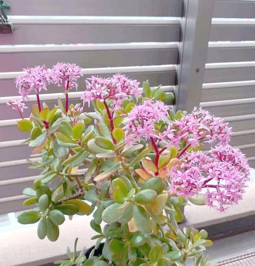 哪种花象征吉祥如意？它的寓意是什么？
