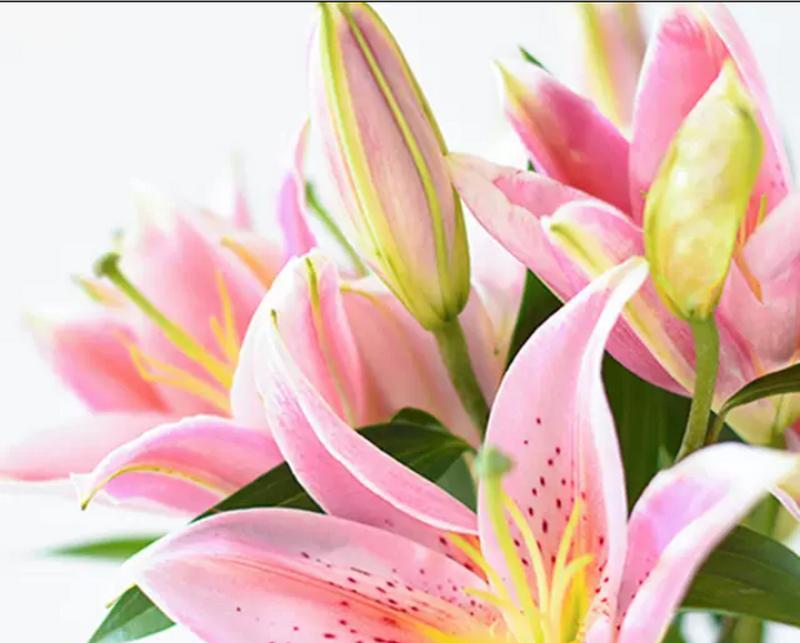 粉色的花代表什么？喜欢粉色花的寓意是什么？