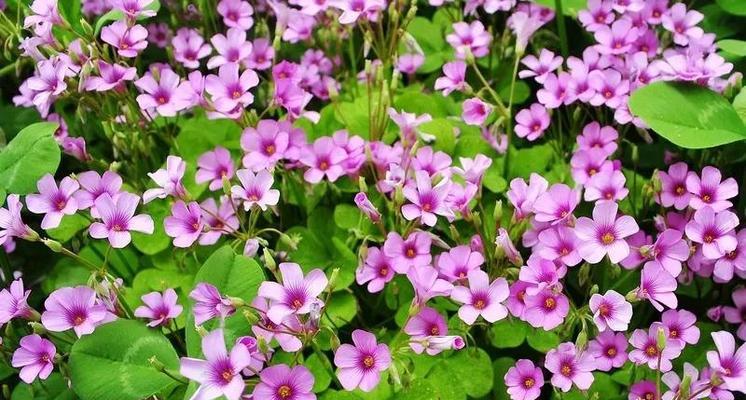 粉色的花代表什么？喜欢粉色花的寓意是什么？