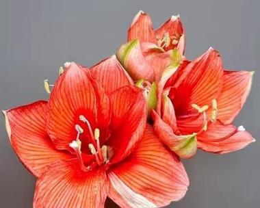 红色花象征勇敢有哪些？如何挑选寓意勇敢的红色花卉？