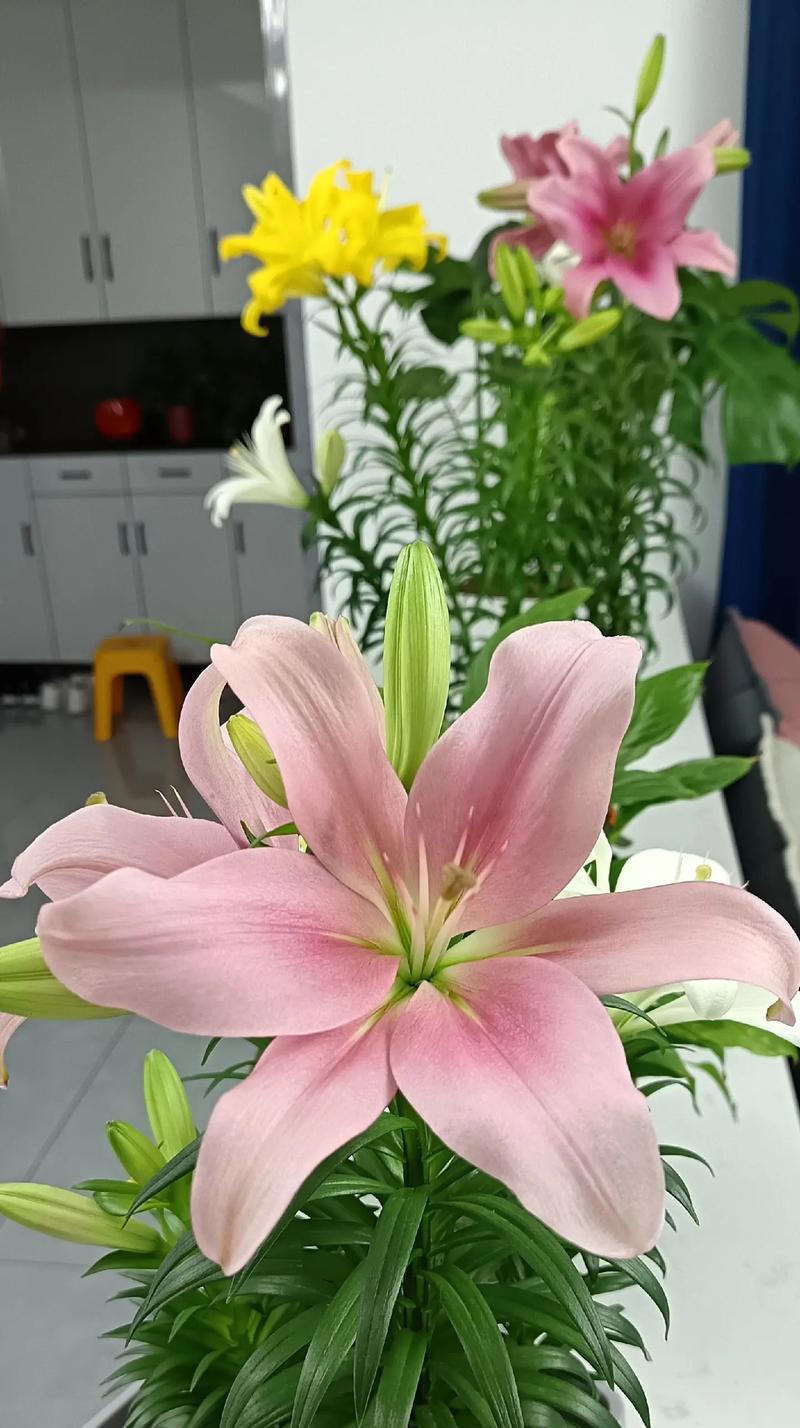 30种花的送礼寓意有哪些？如何选择合适的花表达心意？