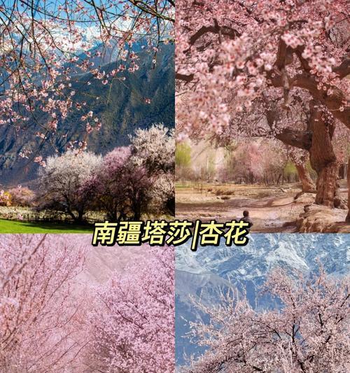 新疆有哪些花象征爱情？象征爱情的花有哪些特点？