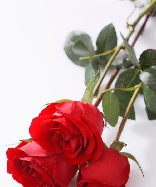 送玫瑰花给已故长辈有何寓意？玫瑰花在葬礼中的意义是什么？