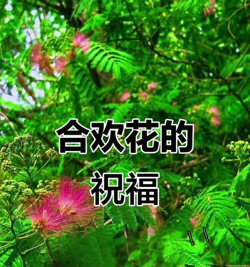 和谐象征花代表什么？