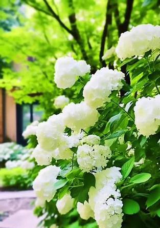 六朵白色绣球花代表什么含义？