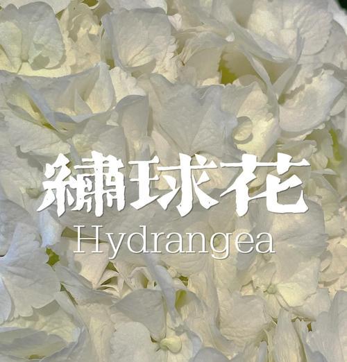 六朵白色绣球花代表什么含义？