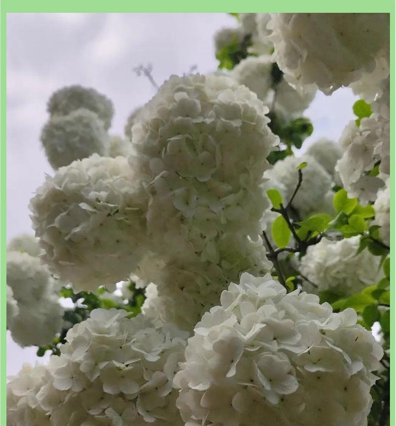 六朵白色绣球花代表什么含义？