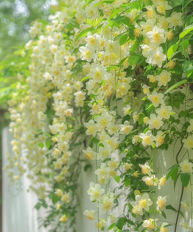 黄色什么花代表好的寓意？哪种黄色花卉象征吉祥？
