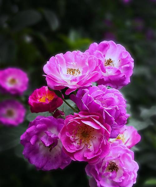 蔷薇花的紫色寓意是什么？紫色蔷薇代表什么意义？