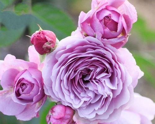 蔷薇花的紫色寓意是什么？紫色蔷薇代表什么意义？