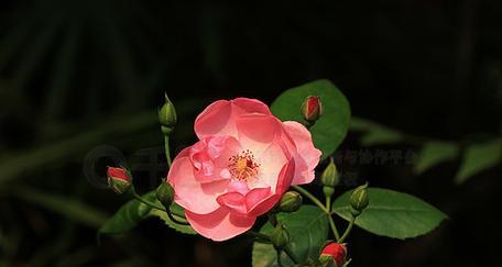 黑色月季花象征着什么？黑色月季花的寓意有哪些？