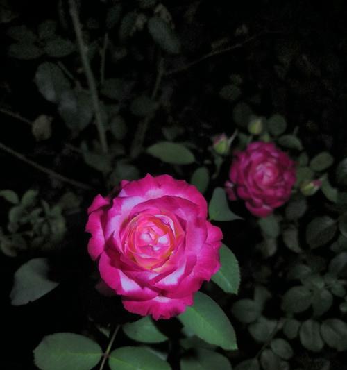 黑色月季花象征着什么？黑色月季花的寓意有哪些？