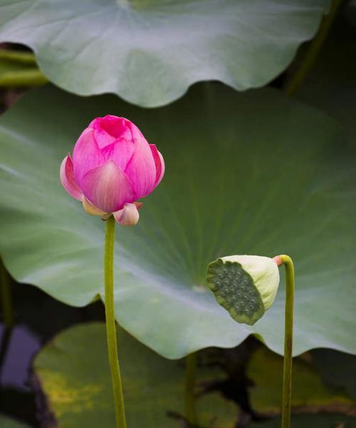 富贵莲子花代表什么？