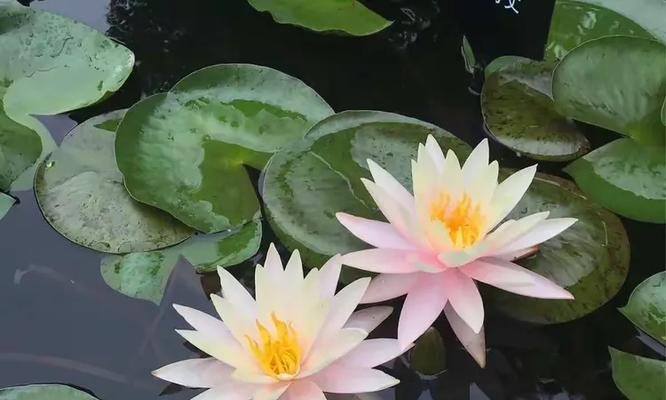 富贵莲子花代表什么？