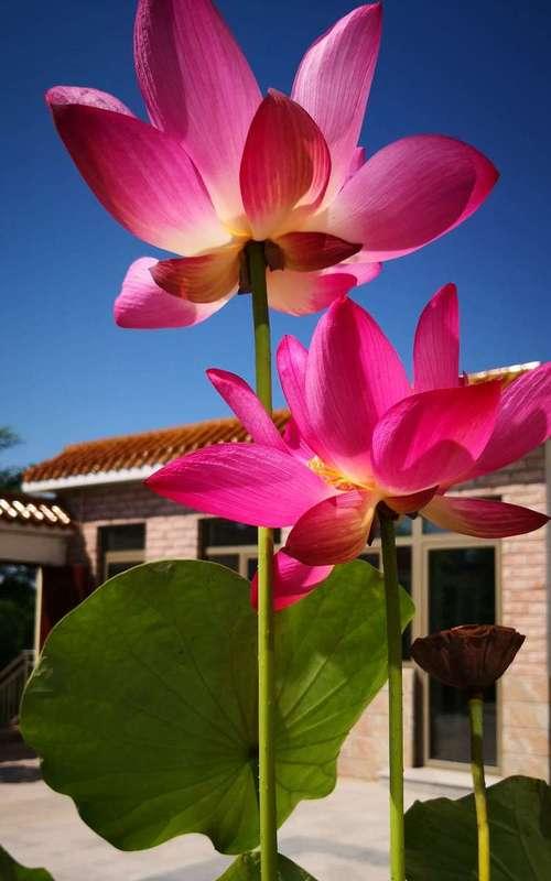 富贵莲子花代表什么？