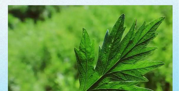 哪种花具有祈福辟邪的寓意？