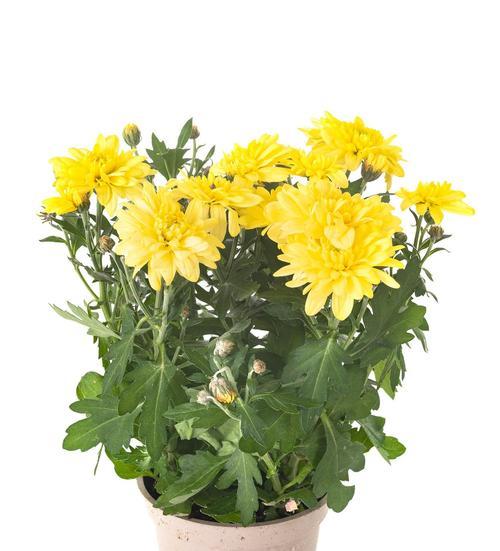 清明节常用来象征和寓意的花有哪些？
