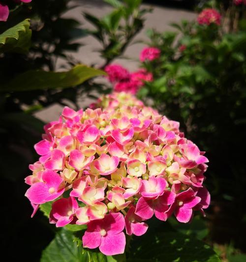 不同颜色的绣球花代表什么？绣球花的寓意有哪些？
