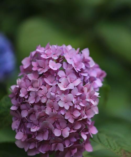 不同颜色的绣球花代表什么？绣球花的寓意有哪些？