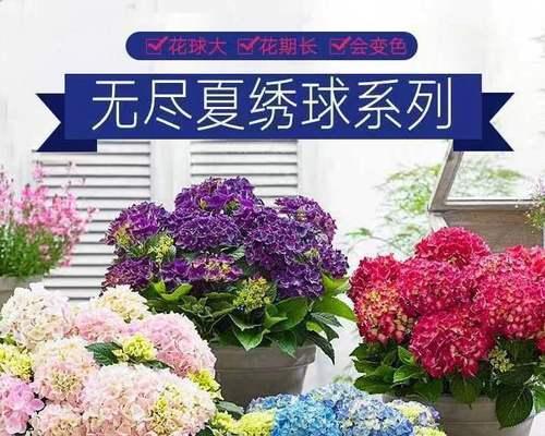 不同颜色的绣球花代表什么？绣球花的寓意有哪些？