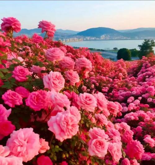 黄色仿真花象征着什么？了解黄色仿真花的寓意。477