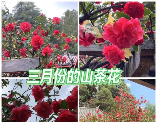 黄色仿真花象征着什么？了解黄色仿真花的寓意。477
