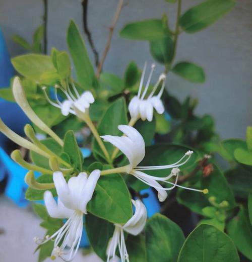 哪种花象征最吉祥？吉祥花的寓意有哪些？